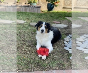 Mother of the Australian Shepherd puppies born on 05/01/2024