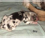 Small Photo #9 Australian Shepherd Puppy For Sale in GLASTONBURY, CT, USA