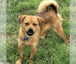 Small #2 Border Terrier-Pug Mix