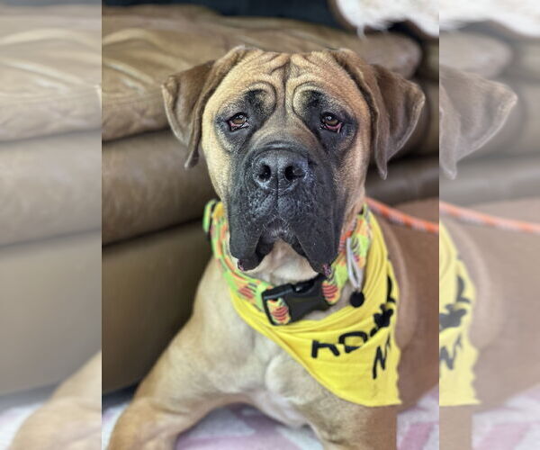 Medium Photo #11 Mutt Puppy For Sale in Goodyear, AZ, USA