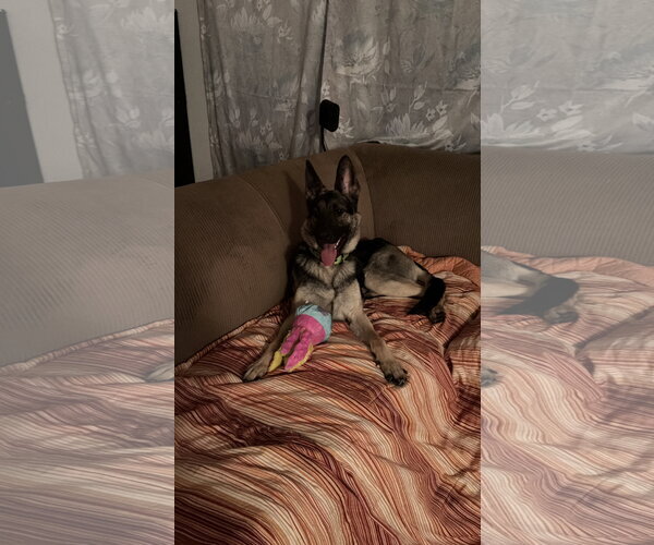 Medium Photo #4 Mutt Puppy For Sale in New Hill, NC, USA