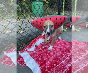 Mutt Dogs for adoption in Elmsford, NY, USA