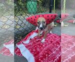 Cannoli available 10/30 - Male Mutt Dog for Adoption - Small photo