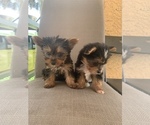 Small #1 Yorkshire Terrier