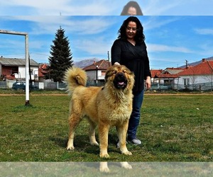 Mother of the Caucasian Shepherd Dog puppies born on 06/27/2021