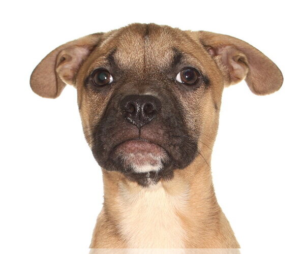 Medium Photo #1 French Bulldog-Siberian Husky Mix Puppy For Sale in Oakland Park, FL, USA
