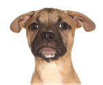 Small French Bulldog-Siberian Husky Mix