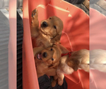 Small Photo #4 Golden Retriever Puppy For Sale in LA JOLLA, CA, USA