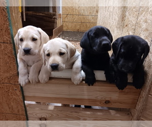 Labrador Retriever Puppy for sale in ROCKWALL, TX, USA