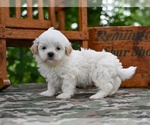 Small #1 Shih Tzu