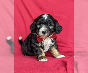 Miniature Bernedoodle-Poodle (Miniature) Mix Puppy for sale in KIRKWOOD, PA, USA