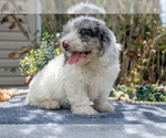 Small #1 Cavapoo