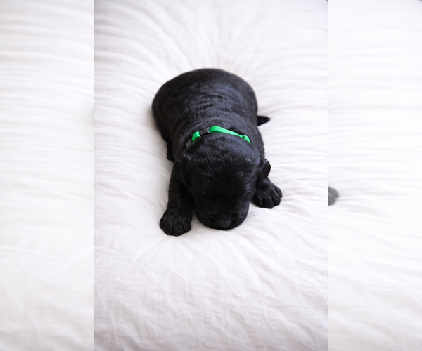 Medium Photo #1 Goldendoodle Puppy For Sale in NEWPORT, NC, USA