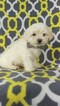 Small Photo #3 Maltese Puppy For Sale in EDEN, PA, USA
