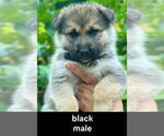 Puppy Black German Shepherd Dog-Siberian Husky Mix