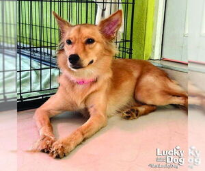 Pomeranian-Unknown Mix Dogs for adoption in Washington, DC, USA