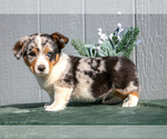 Puppy Rover Pembroke Welsh Corgi