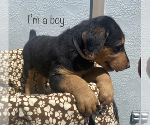 Airedale Terrier Puppy for sale in SIDNEY, MT, USA