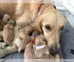 Small #1 Golden Retriever