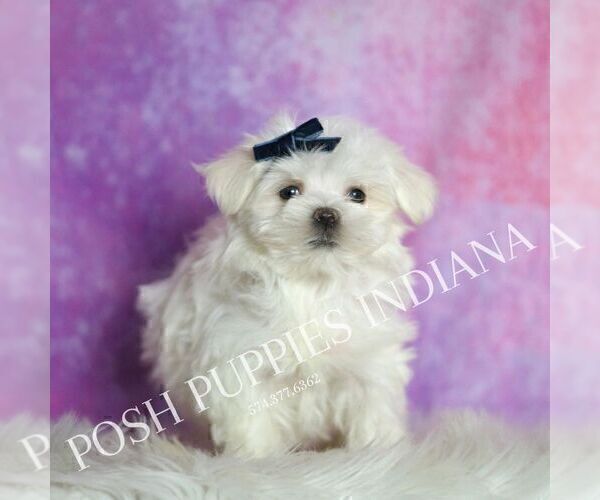 Medium Photo #3 Maltese Puppy For Sale in WARSAW, IN, USA