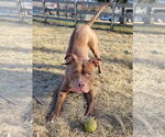 Small #2 American Pit Bull Terrier