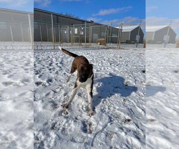 Medium Photo #2 Beagle-Unknown Mix Puppy For Sale in Pierceton , IN, USA