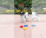 Small #5 Shih Tzu