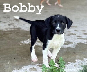 Labrador Retriever-Unknown Mix Dogs for adoption in Columbus, IN, USA