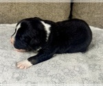 Small Photo #16 Australian Shepherd Puppy For Sale in SALISBURY, NC, USA