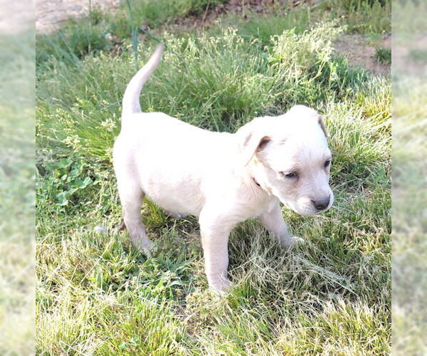 Medium Photo #4 Bulldog-Unknown Mix Puppy For Sale in Rutherfordton, NC, USA
