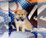Small Photo #7 Pomeranian Puppy For Sale in CHRISTIANA, PA, USA