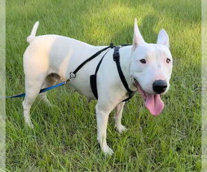 Bull Terrier-Unknown Mix Dogs for adoption in Tarrytown, GA, USA