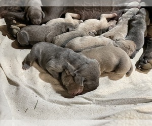 Weimaraner Puppy for sale in MISSOULA, MT, USA