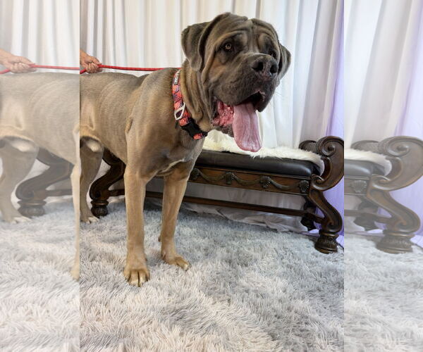 Medium Photo #3 Mutt Puppy For Sale in Goodyear, AZ, USA