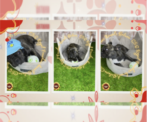 French Bulldog Puppy for sale in ATHENS, GA, USA