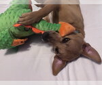 Small #1 Labrador Retriever Mix