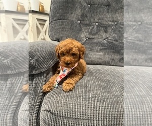 Poodle (Toy) Puppy for sale in LANSDALE, PA, USA