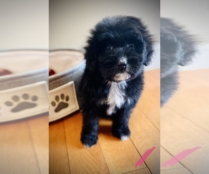 Aussiedoodle Puppy for sale in CROSSVILLE, TN, USA
