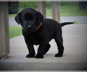 Labrador Retriever Puppy for sale in HYDE PARK, VT, USA
