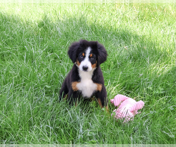 Medium Photo #6 Bernese Mountain Dog Puppy For Sale in SYRACUSE, IN, USA