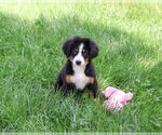 Small #5 Bernese Mountain Dog