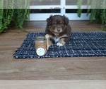 Small #6 Miniature American Shepherd