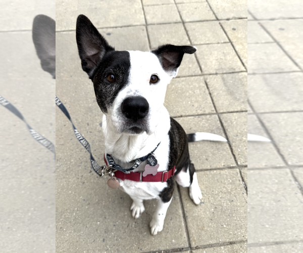 Medium Photo #3 Mutt Puppy For Sale in Rockville, MD, USA