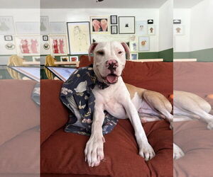 COURTESY POST: Poppie - Male Bulldog-Unknown Mix Dog for Adoption - Photo #3