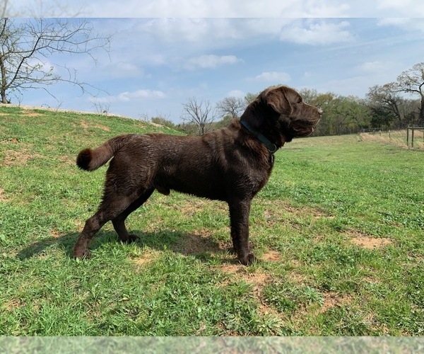 Medium Photo #1 Labrador Retriever Puppy For Sale in EDGEWOOD, TX, USA