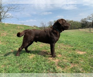 Father of the Labrador Retriever puppies born on 04/10/2026