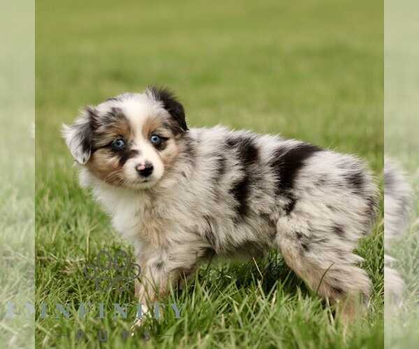 Medium Photo #3 Australian Shepherd Puppy For Sale in NEW PROVIDENCE, PA, USA