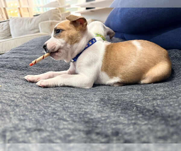 Medium Photo #6 American Staffordshire Terrier-Unknown Mix Puppy For Sale in Holly Springs, NC, USA