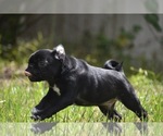 Scooby - Male Pug Puppy for Sale - Photo #4