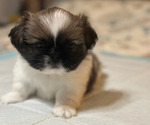 Puppy CALLI Pekingese